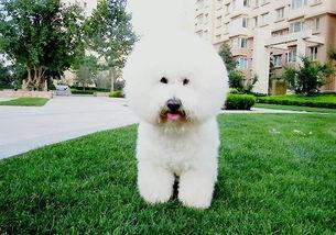 比熊犬可以吃拉瓜吗视频,揭秘宠物饮食新选择