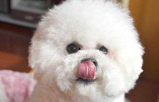 比熊犬可以吃拉瓜吗视频,揭秘宠物饮食新选择