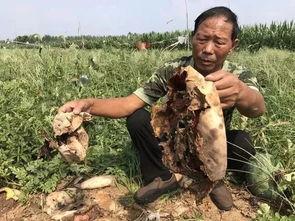 固原吃瓜事件视频最新版,最新视频揭露惊人内幕