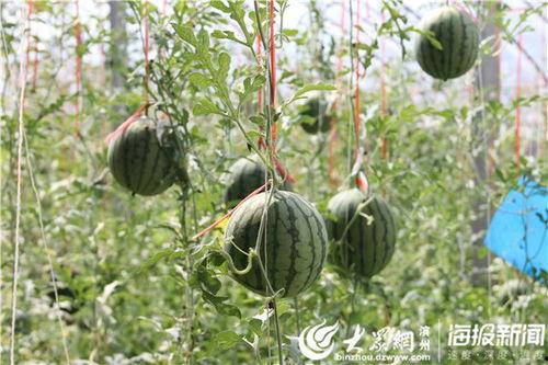 固原吃瓜事件视频最新版,最新视频揭露惊人内幕