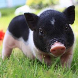 土瓜能给猪吃吗视频教程,土瓜喂猪技巧与注意事项详解