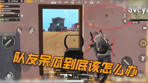 呆瓜吃鸡视频在哪看,轻松找到你的欢乐时光