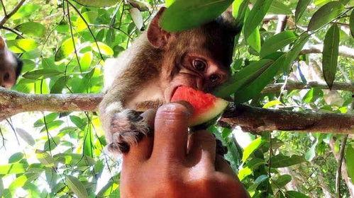 吃一窝猴脆瓜的视频,一窝尽享舌尖盛宴