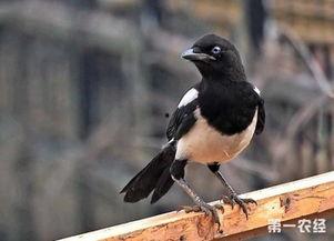 吃瓜喜鹊围观视频大全集,吃瓜喜鹊围观视频大全集精彩瞬间回顾