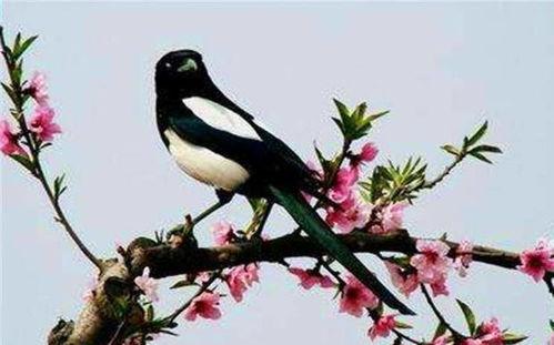 吃瓜喜鹊围观视频大全集,吃瓜喜鹊围观视频大全集精彩瞬间回顾