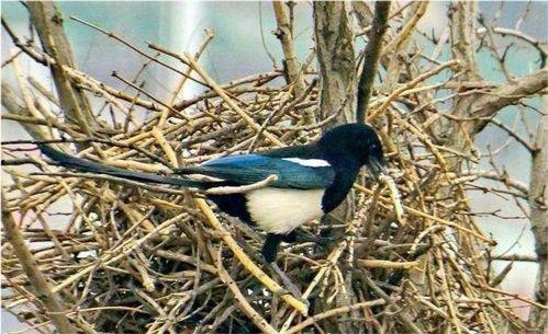 吃瓜喜鹊围观视频大全集,吃瓜喜鹊围观视频大全集精彩瞬间回顾