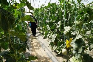 全网最真实吃瓜视频,揭秘娱乐圈幕后真相！