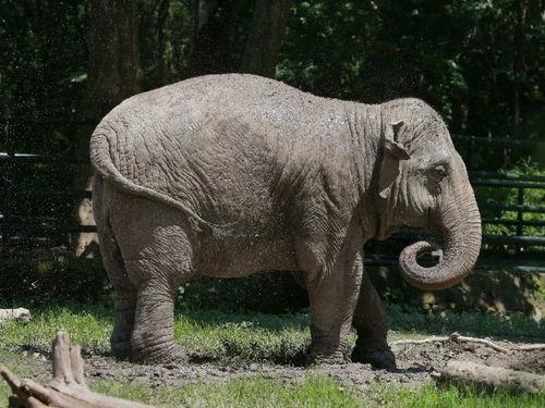 在动物园吃瓜视频,吃瓜群众见证动物们的悠闲时光