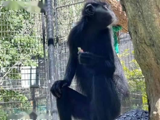 在动物园吃瓜视频,吃瓜群众见证动物们的悠闲时光