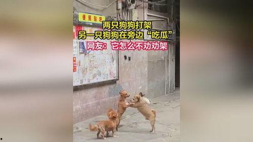 狗狗打架视频吃瓜,吃瓜群众围观萌宠“江湖风云”