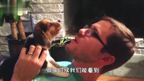 狗狗打架视频吃瓜,吃瓜群众围观萌宠“江湖风云”