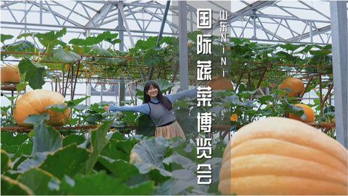 寿光花店吃瓜事件视频,一场意外的“瓜”界风波