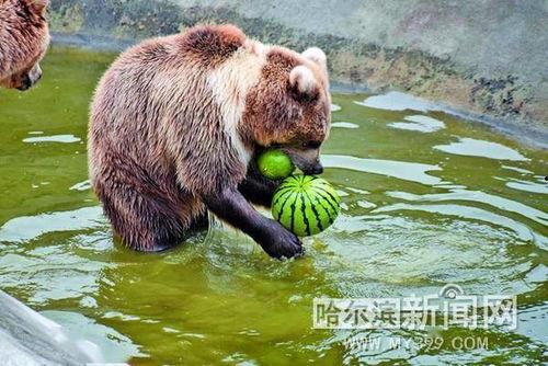 一堆动物吃瓜吵架视频播放,动物界的“吃瓜”大战