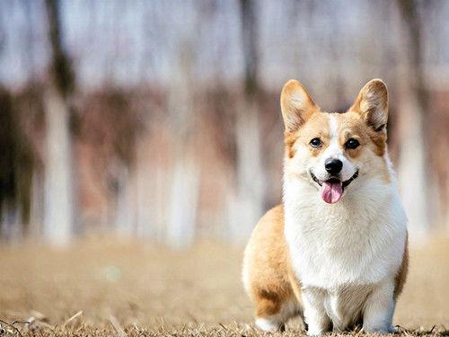 柯基狗狗可以吃小瓜吗视频,小瓜的适宜性探讨