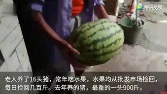 有吃瓜视频,娱乐圈幕后故事大曝光