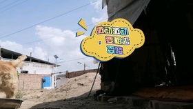 吃贝贝瓜的视频在线观看,视频带你领略夏日清新口感