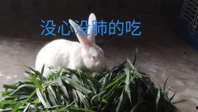 大白兔吃瓜事件视频播放,网络爆笑瞬间引发热议