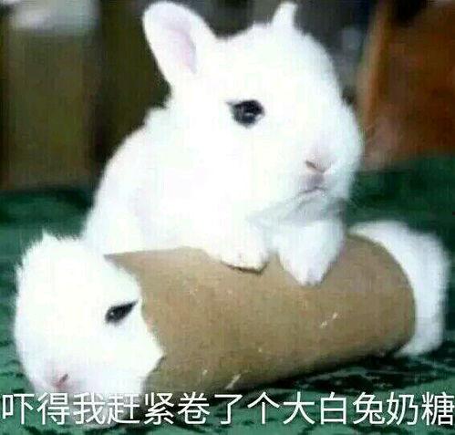 大白兔吃瓜事件视频播放,网络爆笑瞬间引发热议