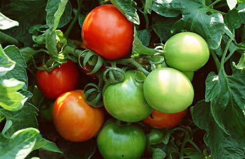 番茄吃瓜视频完整版,完整版视频深度解析