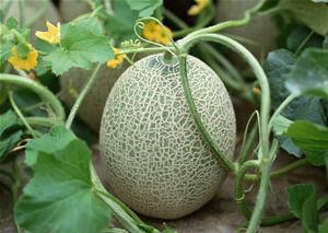 圣哥吃哈密瓜视频大全下载,视频大全下载攻略