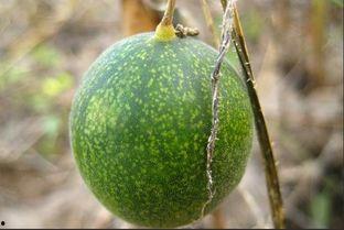 吃马泡瓜视频大全在线观看,视频大全在线观看攻略