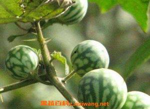 吃马泡瓜视频大全在线观看,视频大全在线观看攻略