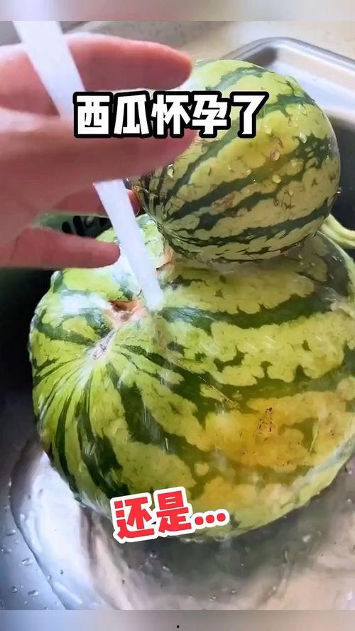 自动吃瓜机搞笑视频,瓜界新宠，笑料横生！