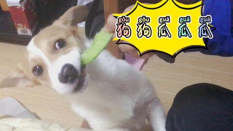 狗狗吃瓜掉下去的视频,狗狗瞬间成“滑稽星”