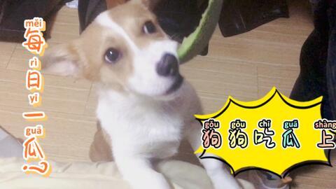 狗狗吃瓜掉下去的视频,狗狗瞬间成“滑稽星”