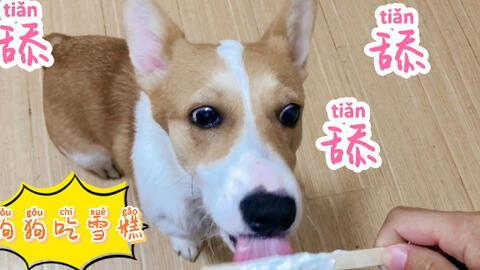 狗狗吃瓜掉下去的视频,狗狗瞬间成“滑稽星”