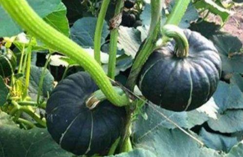 东北人吃小瓜好吗视频讲解,小瓜的独特魅力与美味探索