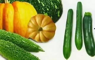 吃瓜种子的视频大全,趣味横生的瓜界盛宴