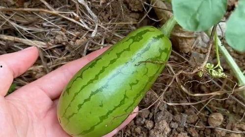 吃瓜种子的视频大全,趣味横生的瓜界盛宴