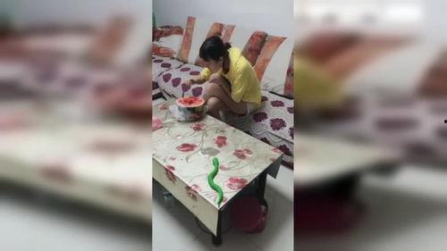 女子吃瓜看蛇视频,一场意外引发的惊险直播