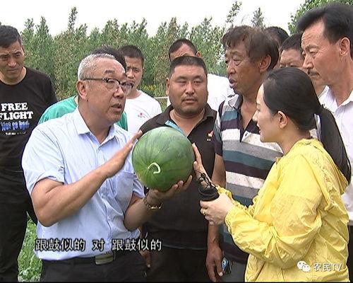 助农群众吃瓜视频,瓜田里的欢乐时光，共赏丰收喜悦