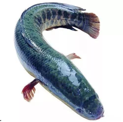 黑鱼视频全选吃瓜,揭秘网络热点背后的真相