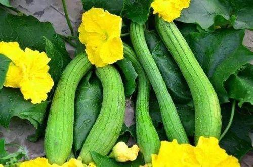 益禾堂吃瓜视频,揭秘网红奶茶背后的真相