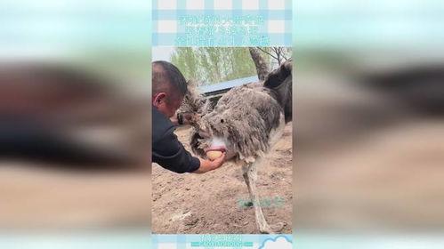 辣椒哥吃鸵鸟瓜视频,辣度对决，谁将笑到最后？