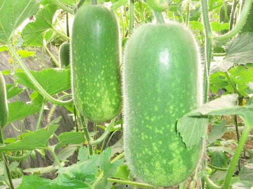 大暑吃瓜视频模板图片,跟随吃瓜视频，解锁夏日消暑秘籍