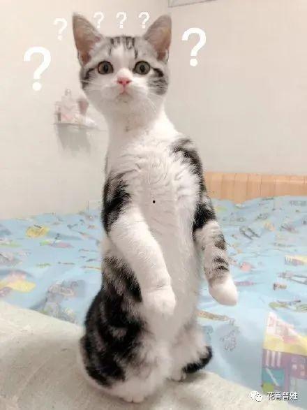 猫怎么吃瓜的视频,萌态百出，笑料连连