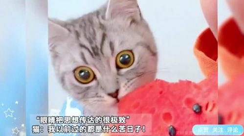 猫怎么吃瓜的视频,萌态百出，笑料连连