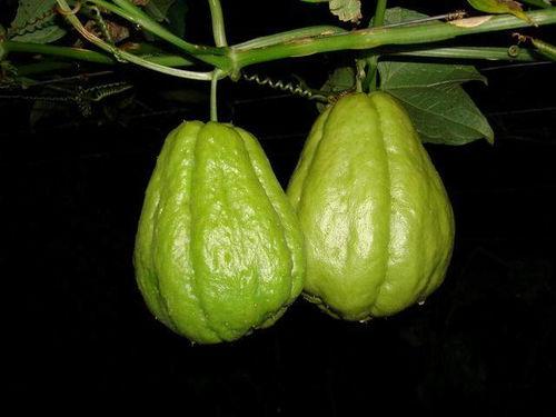 孩子怎么吃佛手瓜视频讲解,孩子健康饮食新选择