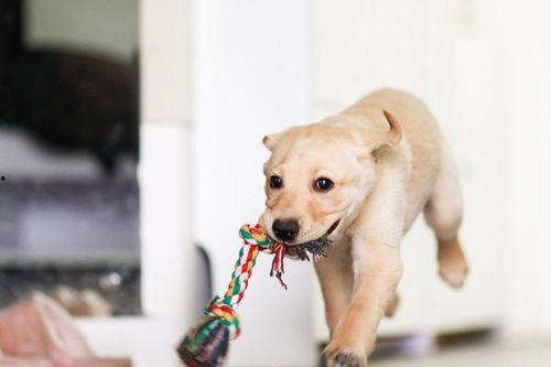 狗狗吃白玉瓜好不好呢视频,狗狗食用白玉瓜的益处与注意事项
