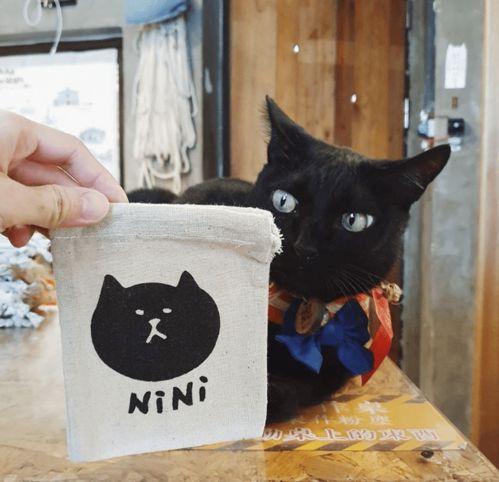 猫吃白兰瓜有事吗视频大全,趣味视频大盘点