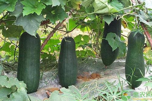 诸暨事件吃瓜视频,吃瓜群众视角下的网络热点揭秘