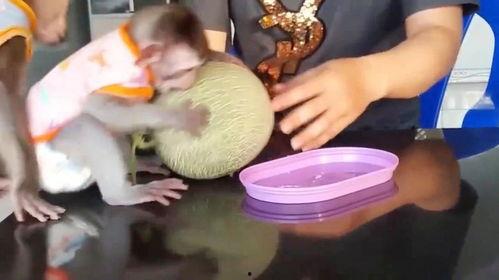 播放猴子吃哈密瓜视频