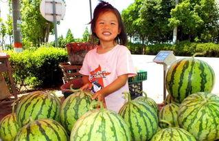 镇平万德隆吃瓜视频,一场全民娱乐盛宴