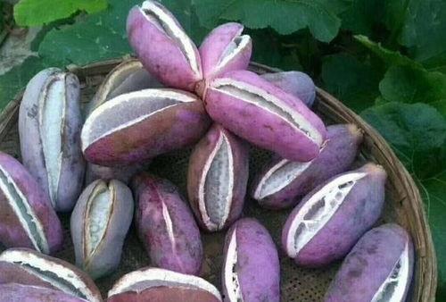 山鸡吃八月瓜好吗视频教程,营养美味两不误