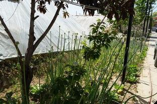 宁晋水墨庭院吃瓜视频,一场别开生面的吃瓜盛宴