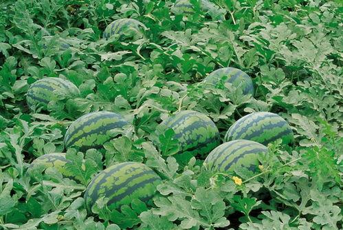 吃篮子瓜的视频素材大全